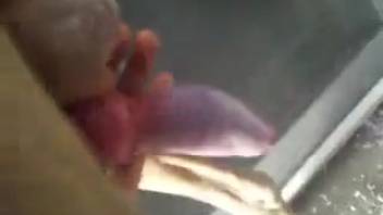 Intense zoophilia oral sex with a well-endowed canine