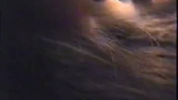 Guy passionately bangs a female horse's soaked cunt doggystyle