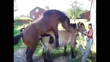 Open-air equine intercourse clip showcasing a pair of stunning creatures