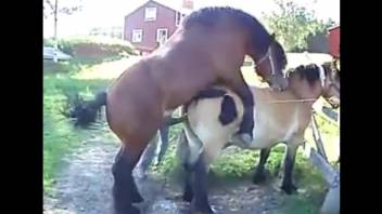 Outdoor horse fuck video featuring two beautiful animals