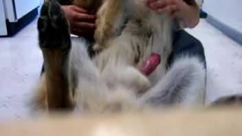 Beastiality fan guy masturbating his dog's dick live on cam