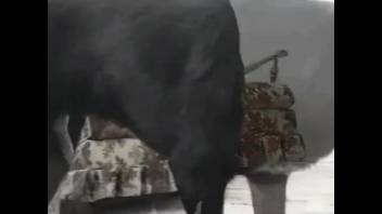 Ebony hound ravaging this babe's wet cunt