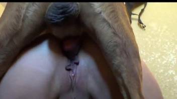 Delicious human hole gets gaped by a dog's cock