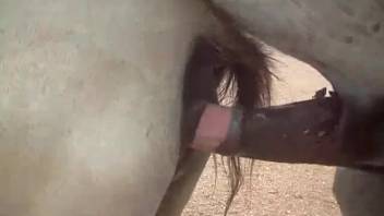 Enormous stallion dick destroys that massive mare's cunt