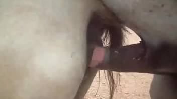 Ginormous horse cock ruins that huge mare pussy
