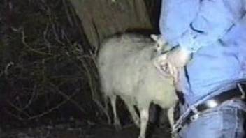 Denim-clad farmer face-fucking a sexy sheep on cam