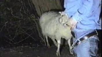 Farmer in jeans aggressively thrusting into the mouth of an alluring ewe on camera