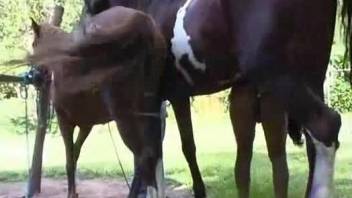 Perky booty babe gets banged by a cheating stallion