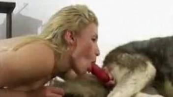 Blonde sucking this black dog's meaty red cock