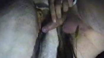 Man play with horse pussy and fuck