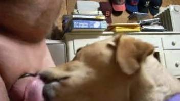 Guy wearing a penis ring has his cock slurped by a canine