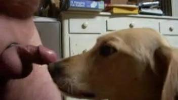 Guy with a tiny cock receives loving oral sex from a canine