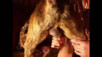 Collection of intense banging sessions with a lustful hound