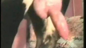 Bushy snatch hottie being pounded by a filthy beast
