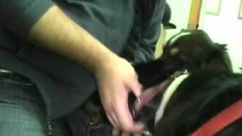 Black dog worshiping this attractive dude's cock