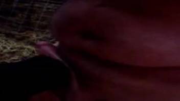Guy throat-fucking a hot cow in a steamy bestiality porn clip