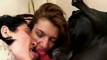 Two zoophile girlfriends sharing a dog's red cock