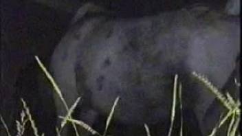 Female horse with a snug vagina being brutally fucked