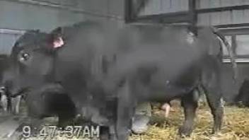 Voyeur bestiality video focusing on a hot animal cock