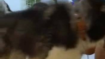 Bronzed Hispanic women ready their vaginas for a canine penis