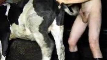 Man fucks cow in the pussy and ass until he cums