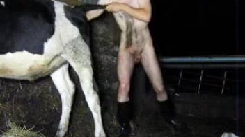 A well-hung farmer pounding a bovine's cunt