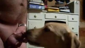 Guy with a penis ring gets oral from his hot doggo