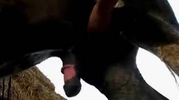 Intense outdoor oral sex for a well-hung stud