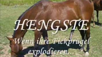 Collection of massive horse dick adult videos you'll absolutely adore