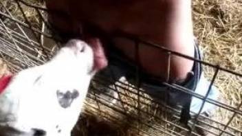 Fat dude decides to skull-fuck a sexy cow on cam