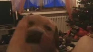 The dog approaches and laps at the owner's shaft while he's stroking himself.