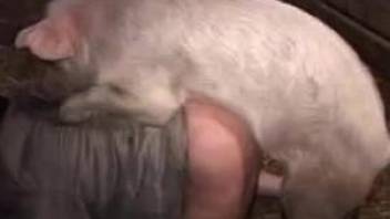 Horny hog penetrating this dude's asshole in a barn