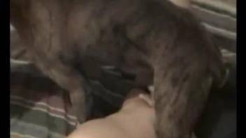 Dirty dog plowing a zoophile's hot little pussy