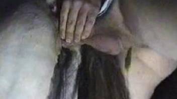Dude slides his hard cock in a mare's oozing cunt