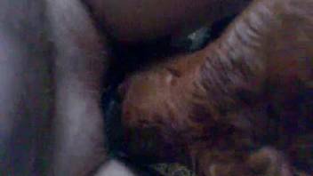 Guy aggressively mouth-fucking an alluring dark-brown bovine while filming