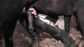 Aroused stallion bangs this leather-wearing cougar's wet opening