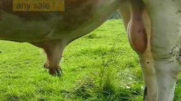 Massive dangling bull cock brings pure pleasure to this dude