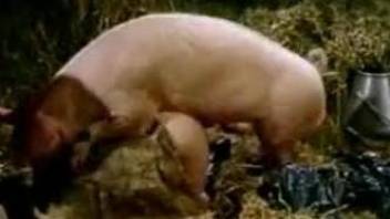 Pig fucking a chick's pussy from behind in a barn