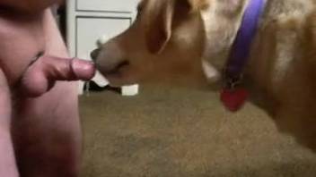 Overweight seasoned animal lover aggressively throat-fucking his submissive dog
