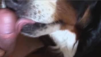 Slutty dog licking the owner's thick brown cock