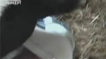 Sultry bovine licking this guy's stiff erection on camera