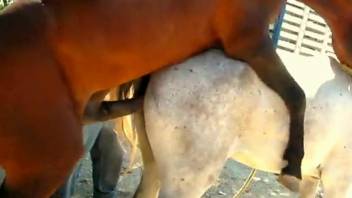 Horses fuck while animal porn lover sits and admire the view