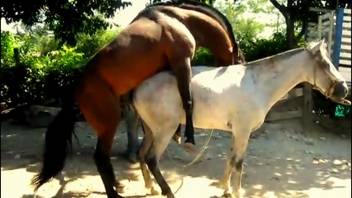 Well-endowed stud pounds his shaft deep into this filly's vagina