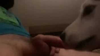 Obedient bitch lapping at her master's hot dick