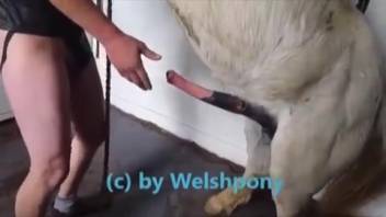 Older animal enthusiast receives a stallion's shaft from the rear