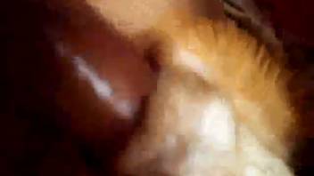 Aroused guy savagely pounds a dog in the wildest domestic footage