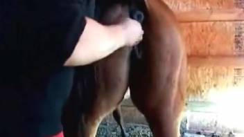 Guy shoving his fist into a female horse's vagina in a bestiality adult video