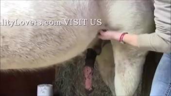 Person with zoophilia stroking an animal's erect penis on camera