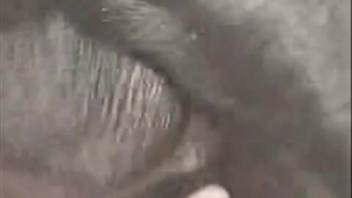 Massive ebony canine thrusts into a stunning youthful female
