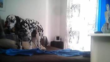 Dalmatian is here to fuck his master in the ass